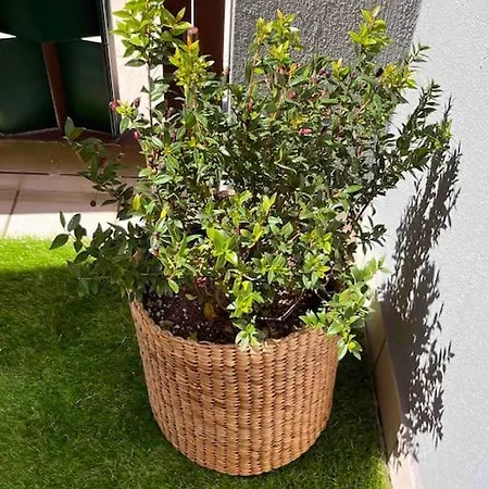 Casa Vacanza Ficus Poetto Apartment Cagliari